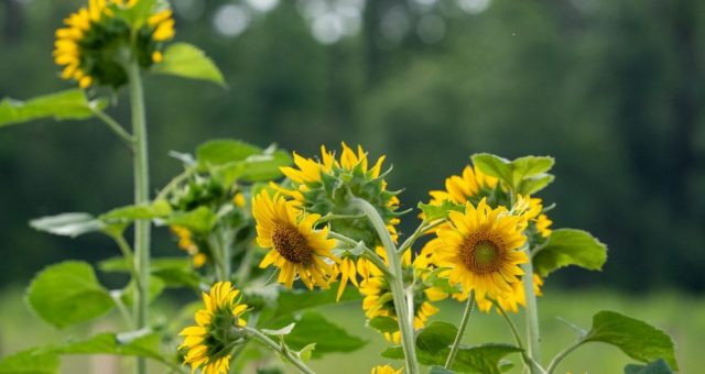 Community Farm